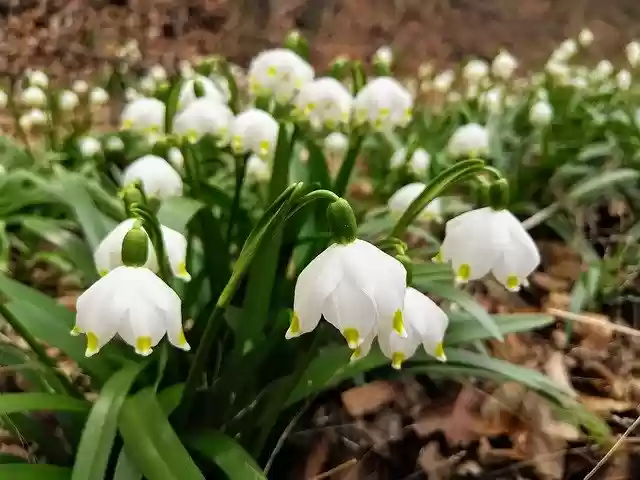 Free download Spring Snowflake Flower -  free photo or picture to be edited with GIMP online image editor