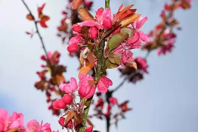 Unduh gratis templat foto gratis Spring The Buds Flowers Fruit untuk diedit dengan editor gambar online GIMP