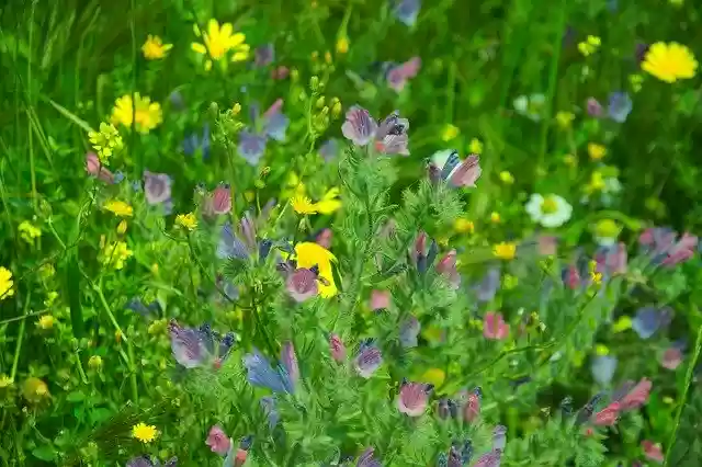 Free download Springtime Yellow Bloom -  free photo or picture to be edited with GIMP online image editor