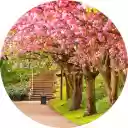 Spring Wallpaper  screen for extension Chrome web store in OffiDocs Chromium