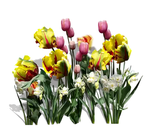 Free download Spring Yellow Tulips -  free illustration to be edited with GIMP online image editor