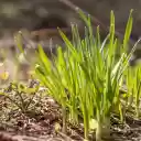 Sprouts in the sun  screen for extension Chrome web store in OffiDocs Chromium