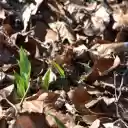 Sprouts under dry leaves  screen for extension Chrome web store in OffiDocs Chromium