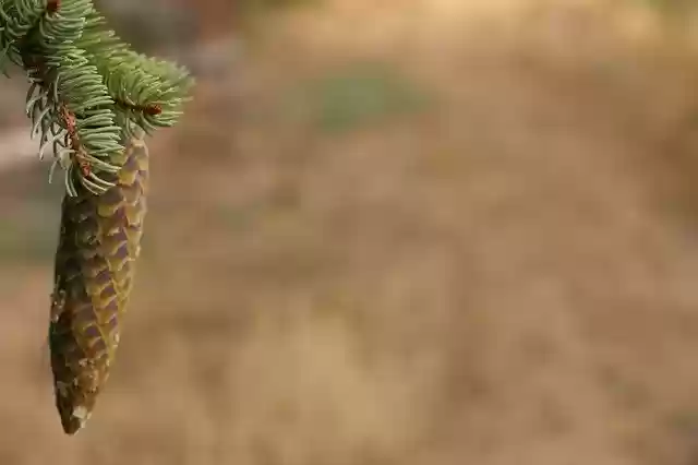 Spruce Conifer Tap 무료 다운로드 - 무료 사진 또는 김프 온라인 이미지 편집기로 편집할 사진