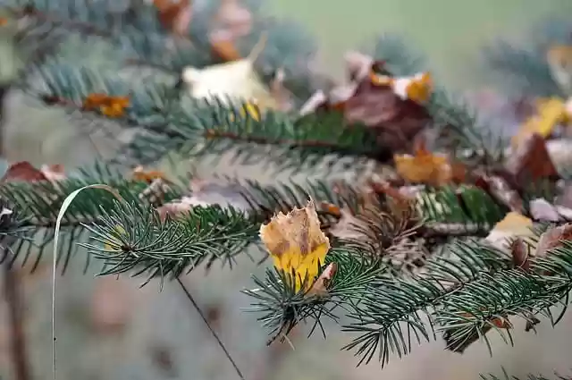 Free download spruce fir needles sprig foliage free picture to be edited with GIMP free online image editor