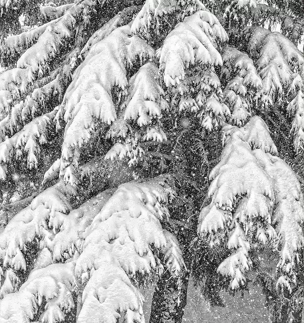 تنزيل Spruce Snow Abstract - صورة مجانية أو صورة ليتم تحريرها باستخدام محرر الصور عبر الإنترنت GIMP