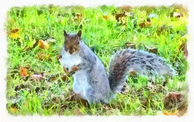 Free download Squirel Grass -  free illustration to be edited with GIMP free online image editor