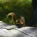Squirrel and pinecone  screen for extension Chrome web store in OffiDocs Chromium