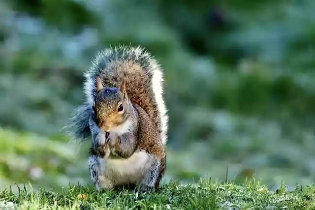 Free download squirrel animal nature wildlife free picture to be edited with GIMP free online image editor