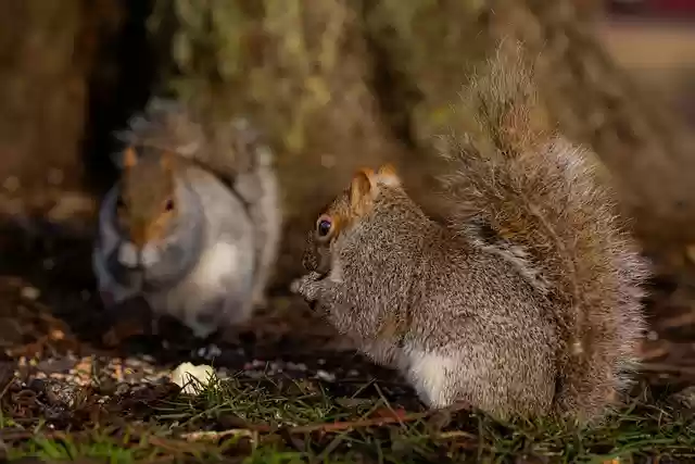 Free download squirrel animal rodent nature free picture to be edited with GIMP free online image editor