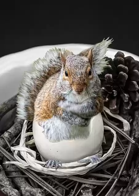 Free download squirrel chipmunk rodent mammal free picture to be edited with GIMP free online image editor
