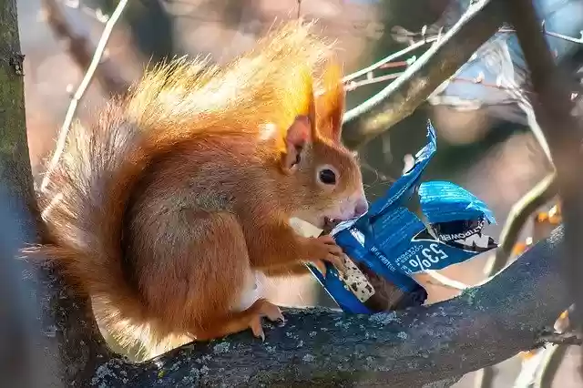 Free download Squirrel Chocolate Sugar -  free photo or picture to be edited with GIMP online image editor
