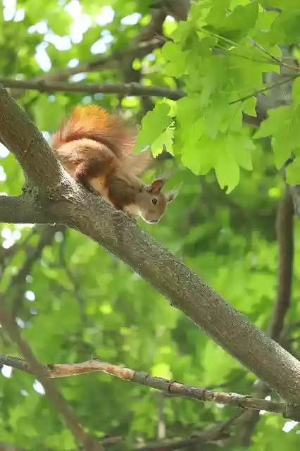 Free download Squirrel Cute Fat -  free photo or picture to be edited with GIMP online image editor