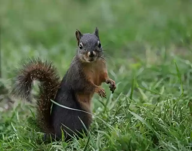Free download squirrel douglas squirrel nature free picture to be edited with GIMP free online image editor