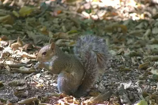 Free download Squirrel Eat Rodent -  free photo or picture to be edited with GIMP online image editor