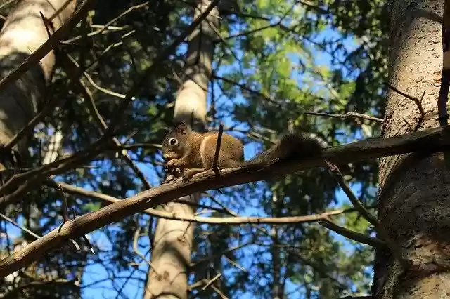Free download Squirrel Food Coniferous Forest -  free photo or picture to be edited with GIMP online image editor