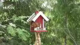 Free download Squirrel Food Foraging -  free video to be edited with OpenShot online video editor