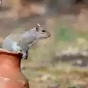 Squirrel in the Jar  screen for extension Chrome web store in OffiDocs Chromium