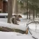 Squirrel in the snow  screen for extension Chrome web store in OffiDocs Chromium
