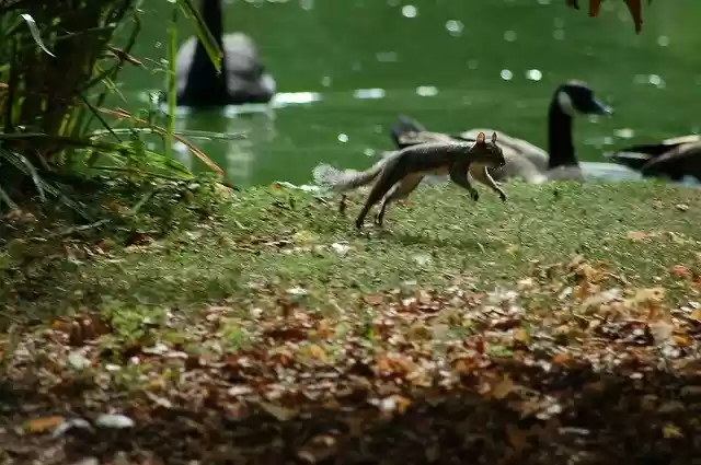 Free download Squirrel Jump Rodent -  free photo or picture to be edited with GIMP online image editor