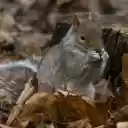 Squirrel looking for food  screen for extension Chrome web store in OffiDocs Chromium