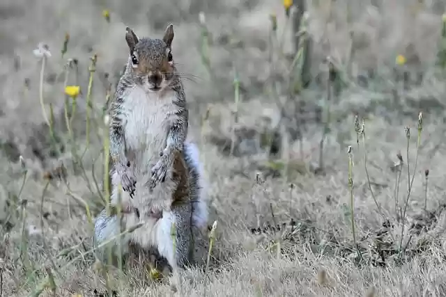 Free download squirrel mammal wild grass outdoor free picture to be edited with GIMP free online image editor