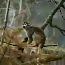 squirrel monkey  screen for extension Chrome web store in OffiDocs Chromium