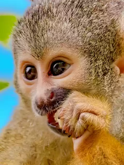Free download squirrel monkey primate ape face free picture to be edited with GIMP free online image editor