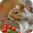 squirrel natural habitat  screen for extension Chrome web store in OffiDocs Chromium