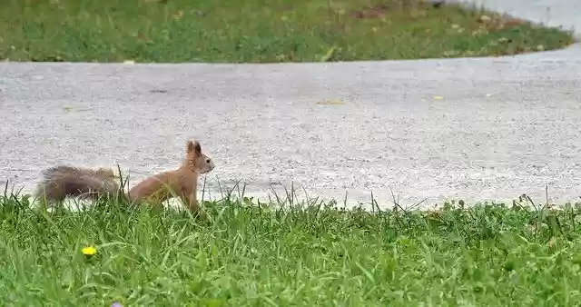 Free download Squirrel Park Nature -  free photo or picture to be edited with GIMP online image editor