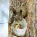 Squirrel playing in the snow  screen for extension Chrome web store in OffiDocs Chromium