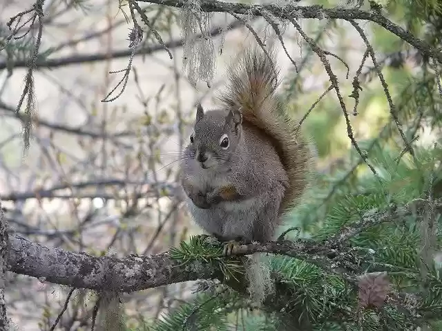 Free download Squirrel Red North -  free photo or picture to be edited with GIMP online image editor
