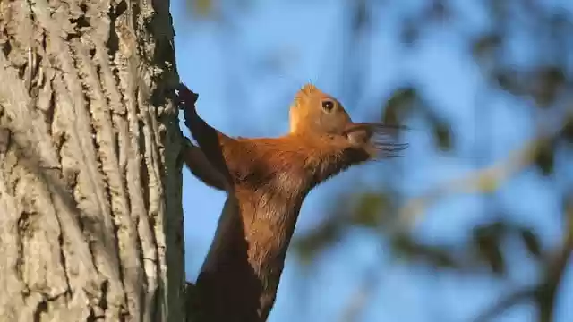 Free download squirrel red squirrel rodent animal free picture to be edited with GIMP free online image editor