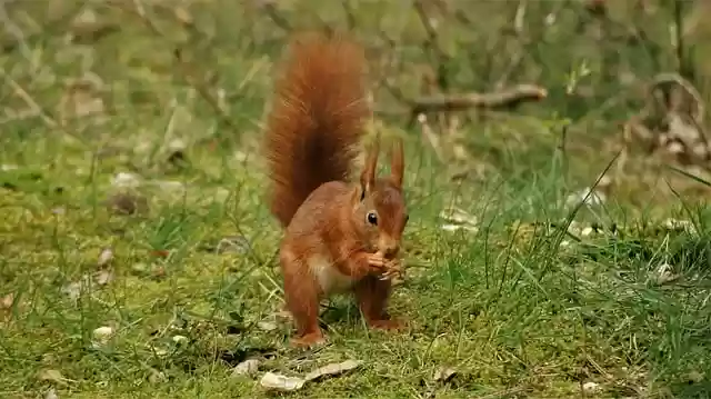 Free download squirrel red squirrel tail mammal free picture to be edited with GIMP free online image editor