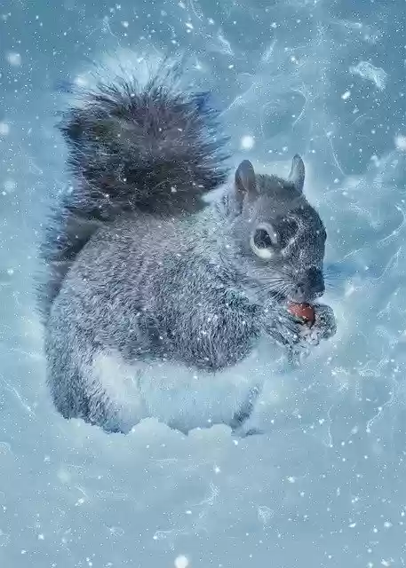 Free download Squirrel Rodent Animal -  free photo or picture to be edited with GIMP online image editor