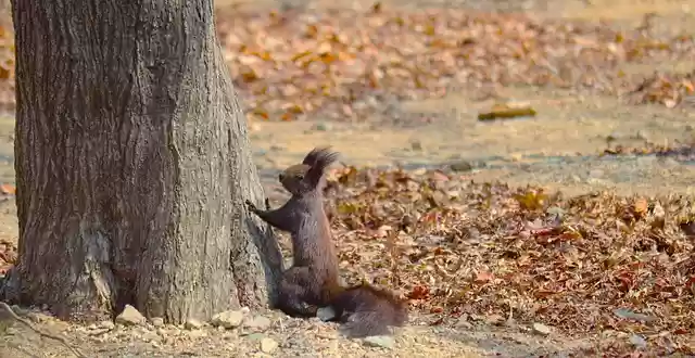 Free download squirrel rodent animal trees free picture to be edited with GIMP free online image editor