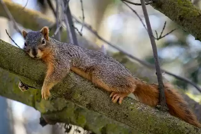 Free download squirrel rodent animal wildlife free picture to be edited with GIMP free online image editor