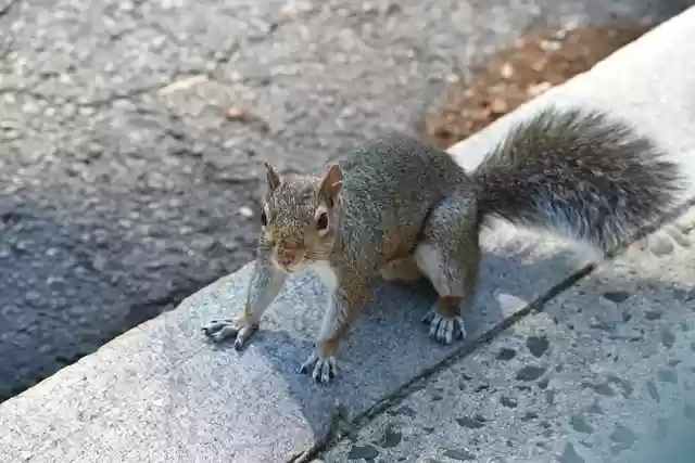 Free download squirrel rodent chipmunk funny free picture to be edited with GIMP free online image editor