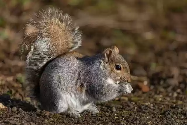 Download gratuito scoiattolo roditore carino alimentazione immagine gratuita da modificare con l'editor di immagini online gratuito GIMP