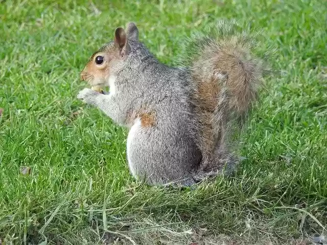 Free download Squirrel Rodent Hairy -  free photo or picture to be edited with GIMP online image editor