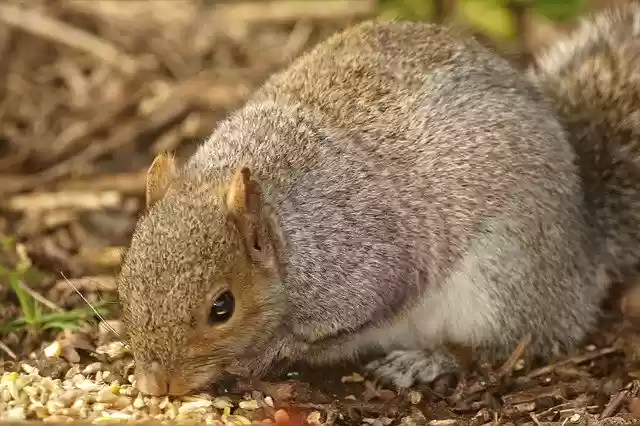 Free download Squirrel Rodent Nature -  free photo or picture to be edited with GIMP online image editor