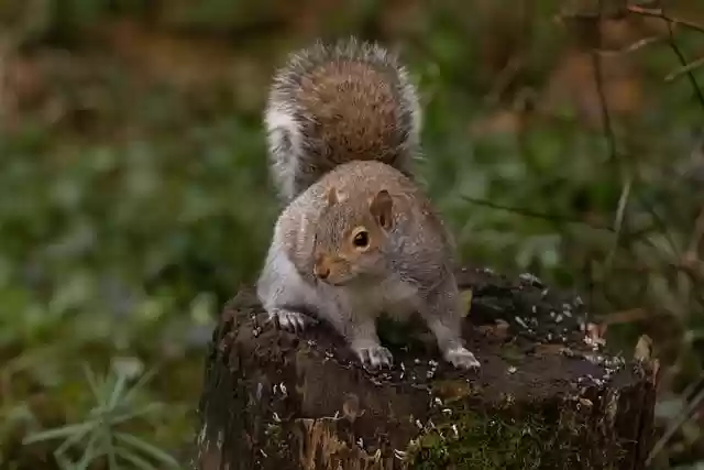 Free download squirrel rodent nature wildlife free picture to be edited with GIMP free online image editor