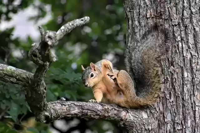 Free download squirrel rodent tree animal free picture to be edited with GIMP free online image editor