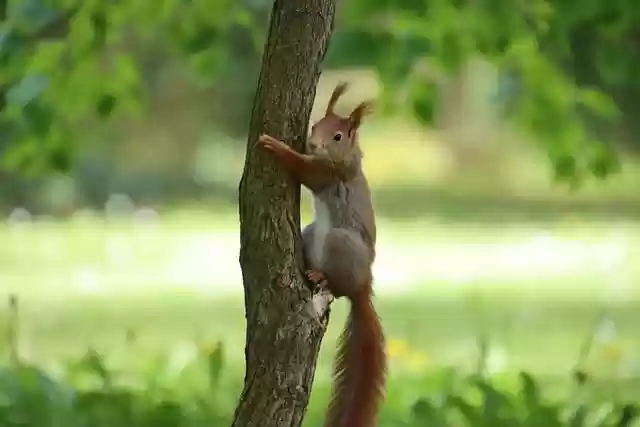 Free download squirrel rodent tree climb nature free picture to be edited with GIMP free online image editor