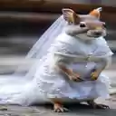 Squirrel wearing wedding dress wallpaper  screen for extension Chrome web store in OffiDocs Chromium