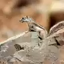 Squirrel with striped back  screen for extension Chrome web store in OffiDocs Chromium