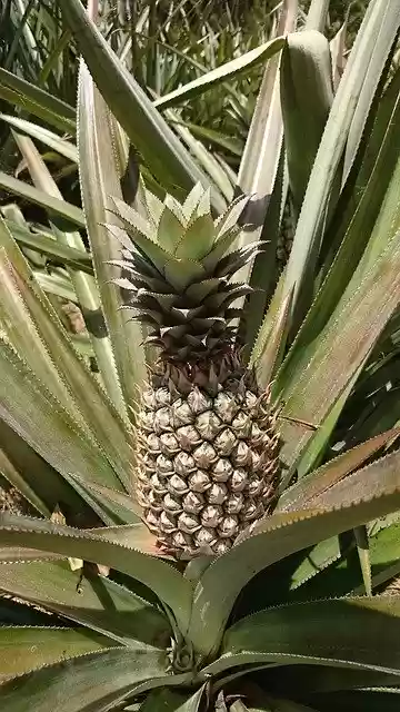 Free download Sri Lanka Sigiriya Pineapple -  free free photo or picture to be edited with GIMP online image editor