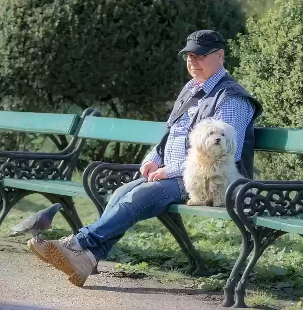 Free download staff man sitting bench dog pet free picture to be edited with GIMP free online image editor