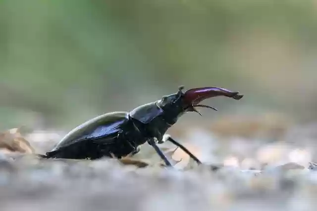 Free download stag beetle insect beetle animal free picture to be edited with GIMP free online image editor