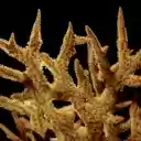 Staghorn coral bushes  screen for extension Chrome web store in OffiDocs Chromium
